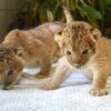 ライオンの赤ちゃん５年ぶり「ミャオミャオ」…香川・しろとり動物園のイメージ画像