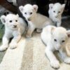 ホワイトライオンの赤ちゃん４頭誕生　じゃれ合ったりミルクを飲んだり…すくすく成長　成田のイメージ画像