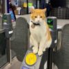 「行ってらっしゃい」「おかえりにゃ」乗客たちの心を癒してくれるイギリスの猫駅員のイメージ画像