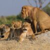 アフリカの原野でライオンに出くわしたら　対応策を専門家に聞くのイメージ画像