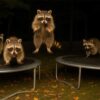 深夜にアライグマたちが集い、トランポリン大会が行われている？と思ったらフェイクだったのイメージ画像