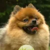 食べ物の恨みは恐ろしい　小さなポメラニアン、朝食を盗み食いしたクマを撃退のイメージ画像