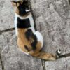 猫背改善方法🐱